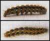Euplagia quadripunctaria